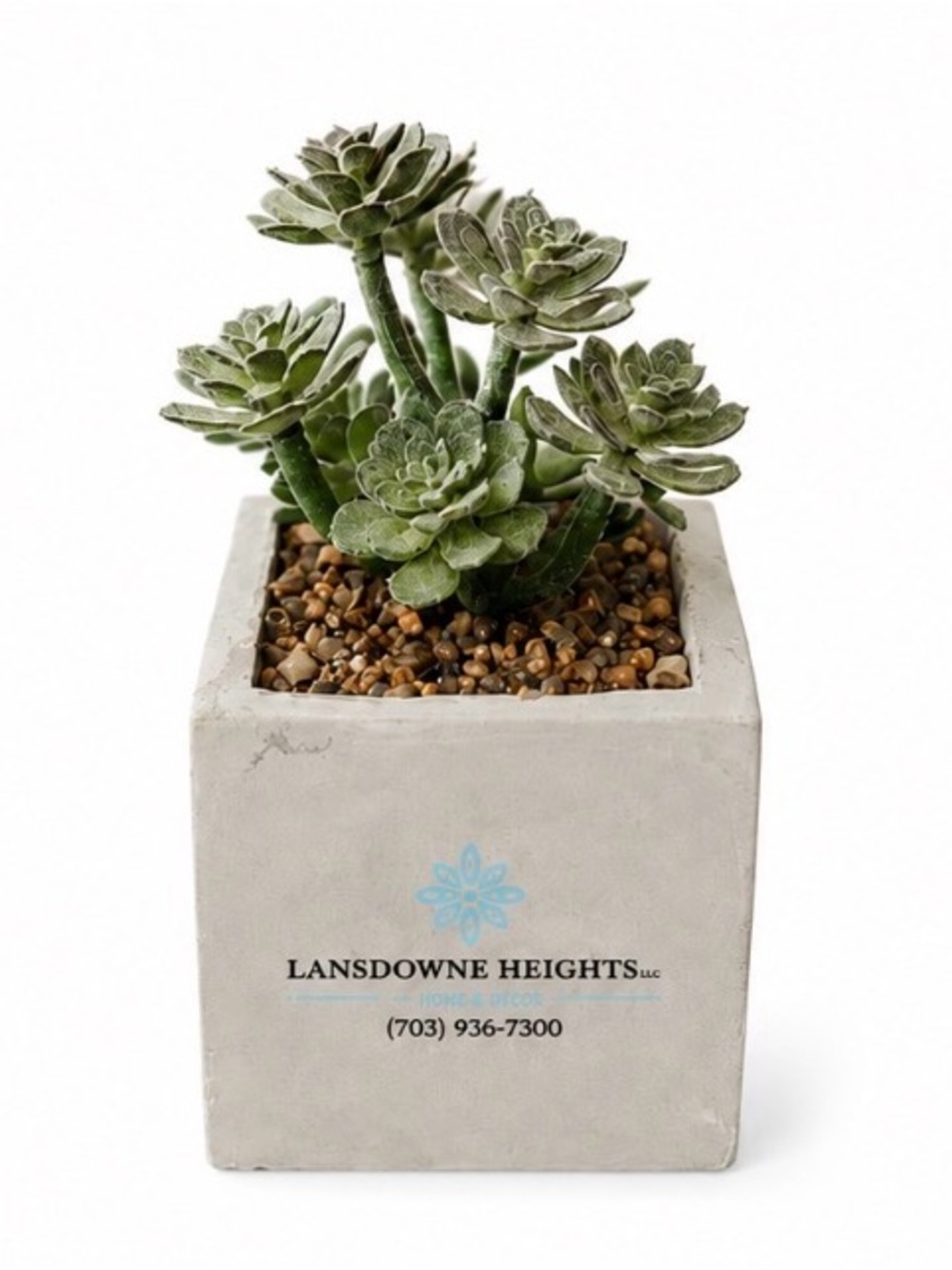 Lansdowne Heights Green Succulent in Concrete Cube